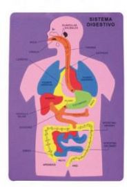 GOMA EVA APLICACIONES PUZZLE CUERPO HUMANO AP. DIGESTIVO -ART.30B