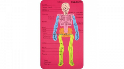GOMA EVA APLICACIONES PUZZLE CUERPO HUMANO ESQUELETO -ART.30A